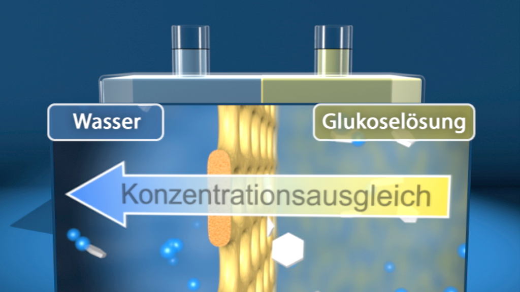 Diagramm, das den Konzentrationsausgleich zwischen Wasser und Glukoselösung zeigt.