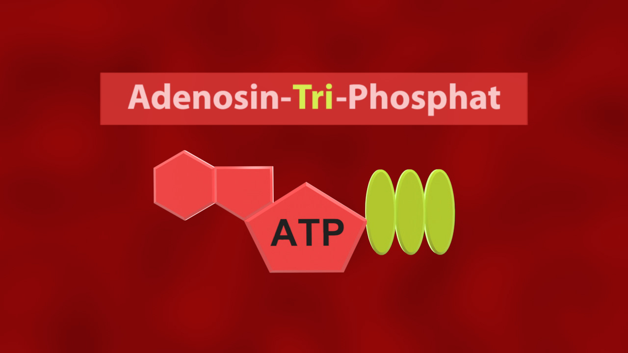 Diagramm von Adenosintriphosphat (ATP) mit chemischer Struktur und Beschriftung.