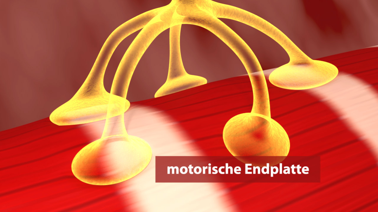 Darstellung einer motorischen Endplatte mit verzweigten Nervenenden, die auf eine Muskelzelle wirken.