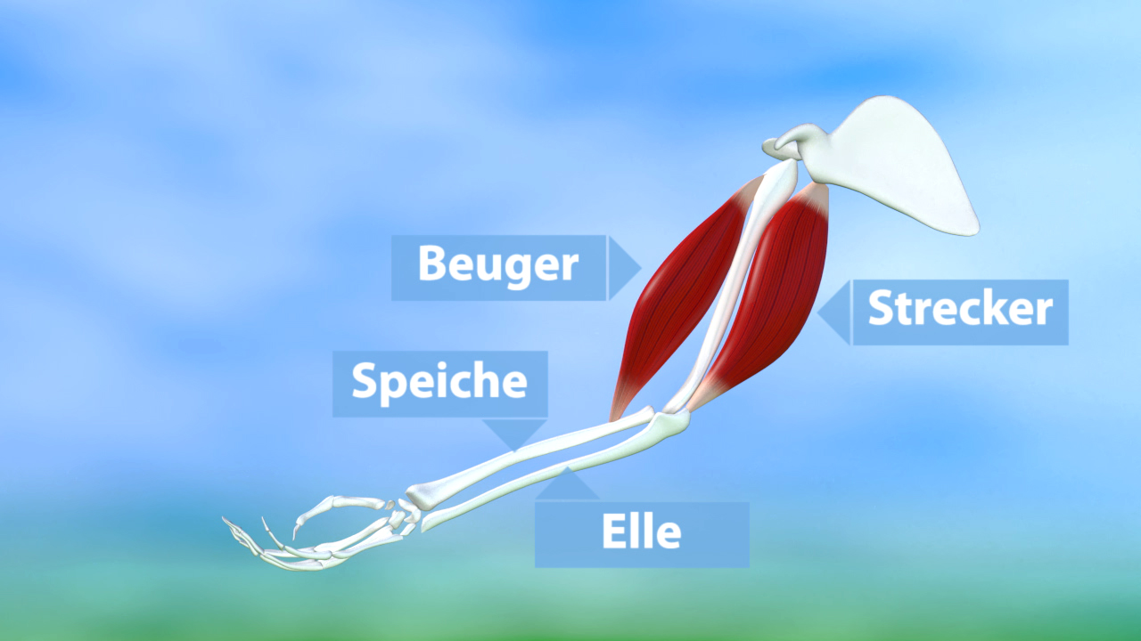 Illustration eines Arms mit beschrifteten Muskeln: Beuger, Strecker, Speiche, Elle.