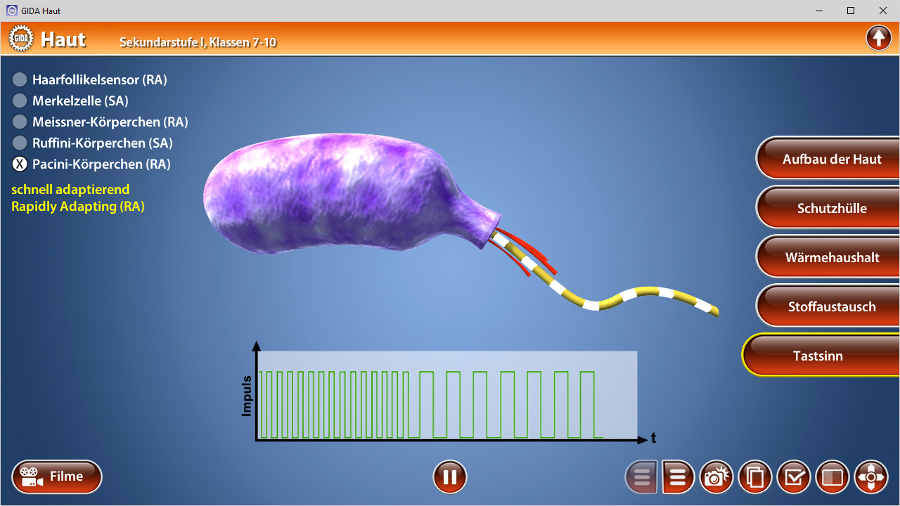 Diagramm eines Haarfollikelrezeptors mit farbiger Darstellung und Signalverlauf.
