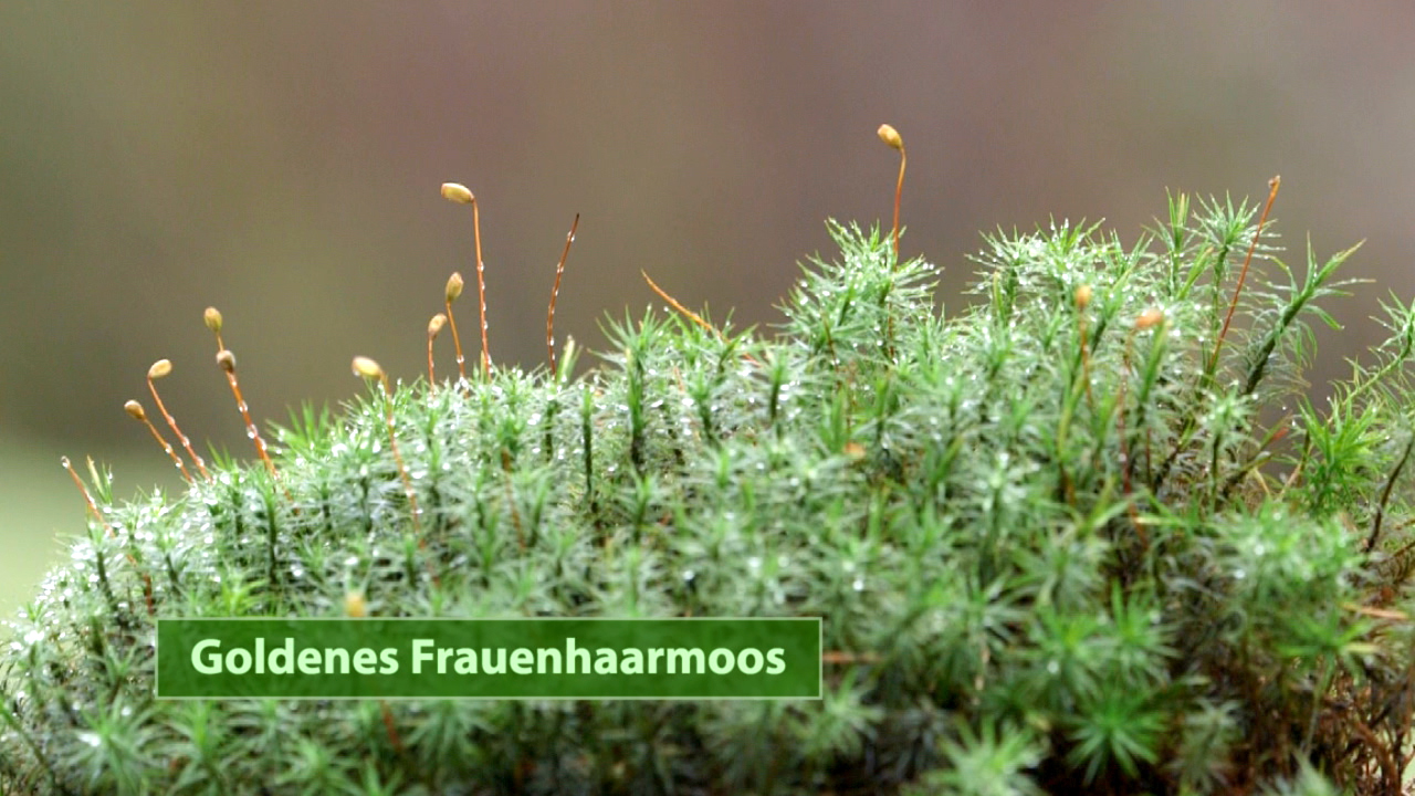 Nahaufnahme von goldenem Frauenhaarmoos mit feuchten, grünen Moosflächen und kleinen Sporenstängeln.