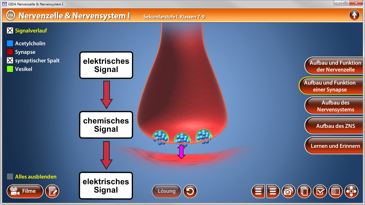 Diagramm des Nervensystems, zeigt Signalübertragung zwischen Nervenzellen mit elektrischem und chemischem Signal.