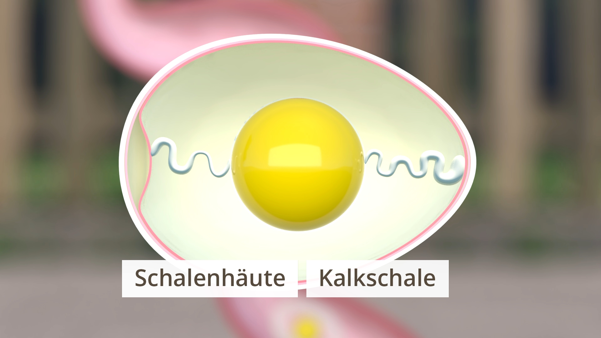 Aufbau eines Vogeleis mit Dotter und Eiklar mit zwei Beschriftungen 'Schalenhäute' und 'Kalkschale'