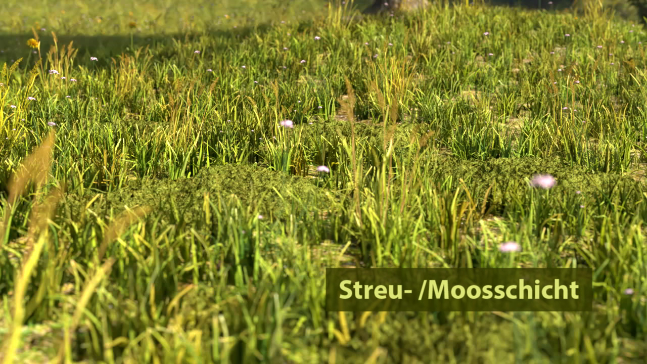Grüne Wiese mit verschiedenen Gräsern und Moos, beschriftet mit 'Streu-/Moossschicht'.