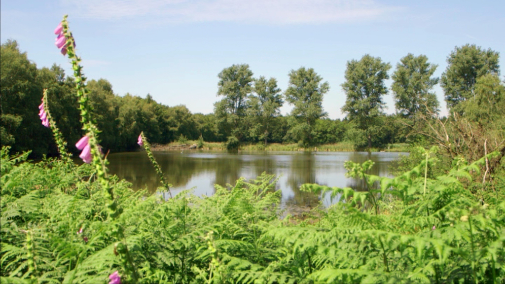 Ein ruhiger Teich umgeben von grünen Farnen und blühenden Fingerhüten, im Hintergrund stehen Bäume.