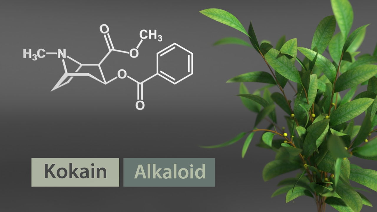 Chemische Strukturformel von Kokain neben einem grünen Strauch mit Beeren.