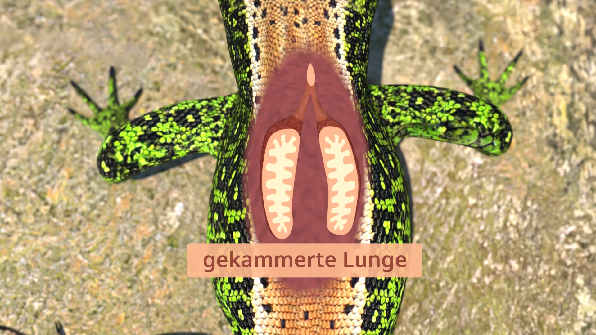 Obenansicht eines Eidechsenkörpers mit hervorgehobenen Lungen, die als 'gekammerte Lunge' beschriftet sind. Der Körper hat grüne und schwarze Muster.