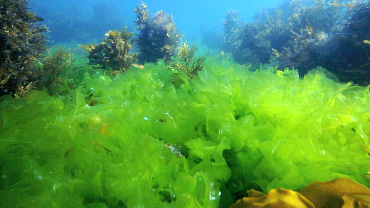 Unterwasseraufnahme von leuchtend grünem Seegras und Algen in einem klaren Gewässer.
