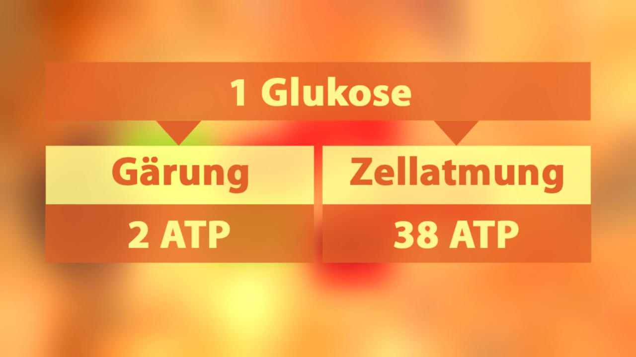 Vergleich der ATP-Produktion: 1 Glukose ergibt 2 ATP durch Gärung und 38 ATP durch Zellatmung.