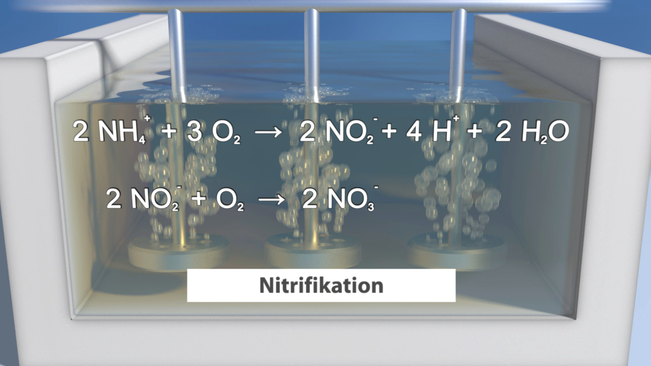 Diagramm zur Nitrifikation mit chemischen Reaktionsgleichungen: Ammonium und Sauerstoff reagieren zu Nitrit und Wasser, gefolgt von Nitrit und Sauerstoff zu Nitrat.