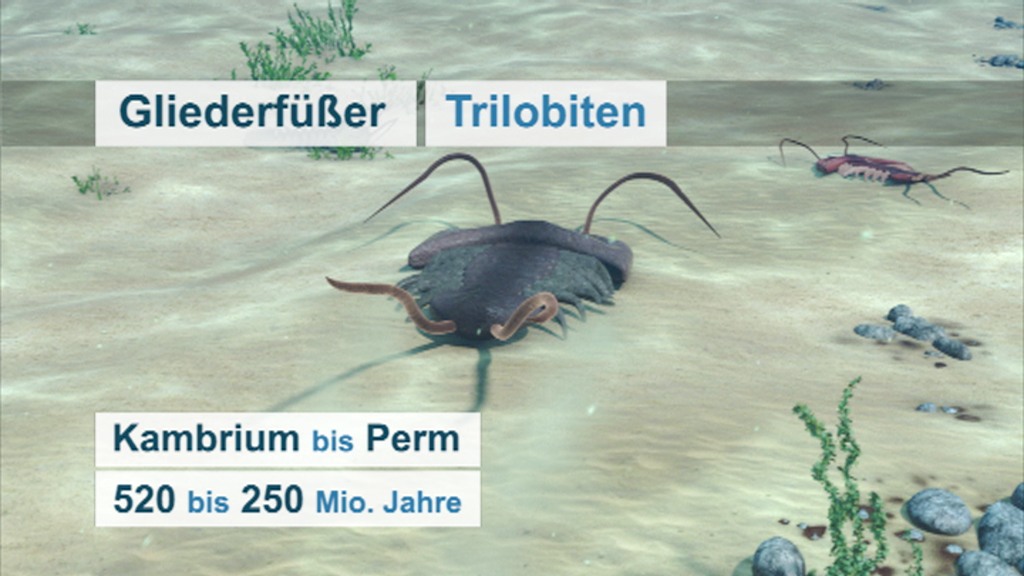 Illustration von Trilobiten, Gliederfüßern aus dem Kambrischen bis Perm, 520 bis 250 Millionen Jahre alt.