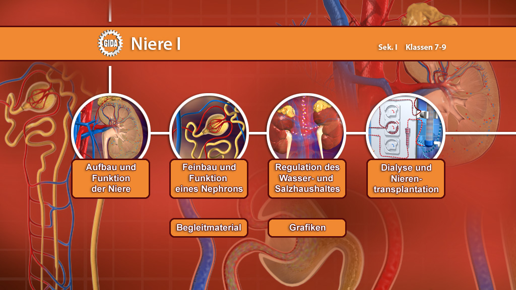 Menü des Films mit den Themen: Aufbau und Funktion, Feinbau eines Nephrons, Regulation des Wasser- und Salzhaushalt, Dialyse und Nierentransplantation.