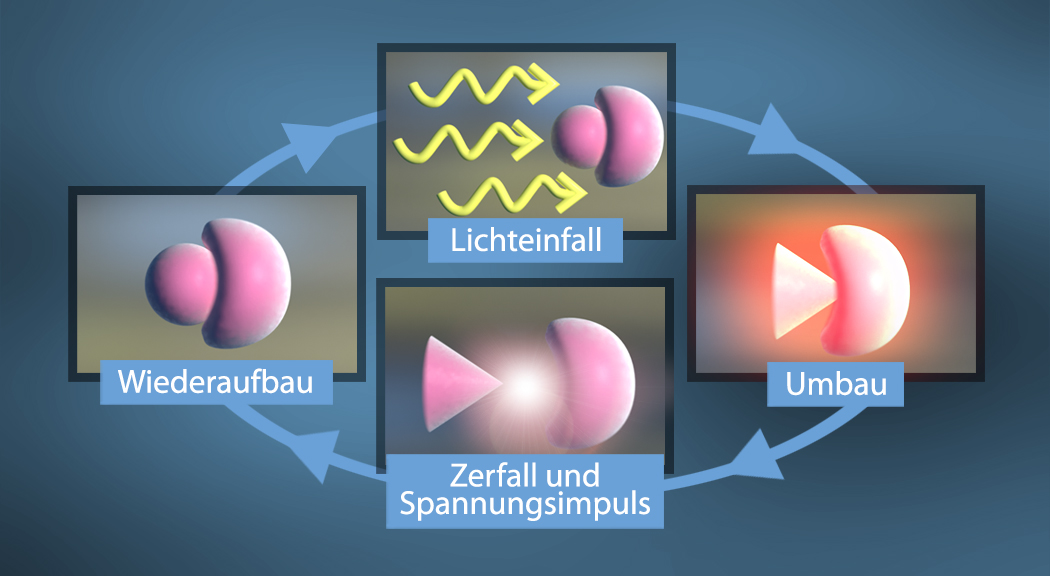 Diagramm, das den Prozess des Lichtfalls, Wiederaufbaus, Zerfalls und Umbaus von Molekülen darstellt.