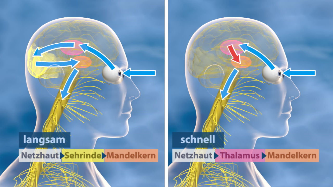 Diagramm, das den langsamen und schnellen visuellen Informationsverarbeitungsweg im menschlichen Gehirn zeigt, mit Beschriftungen für Netzhaut, Sehrinde, Mandelkern und Thalamus.