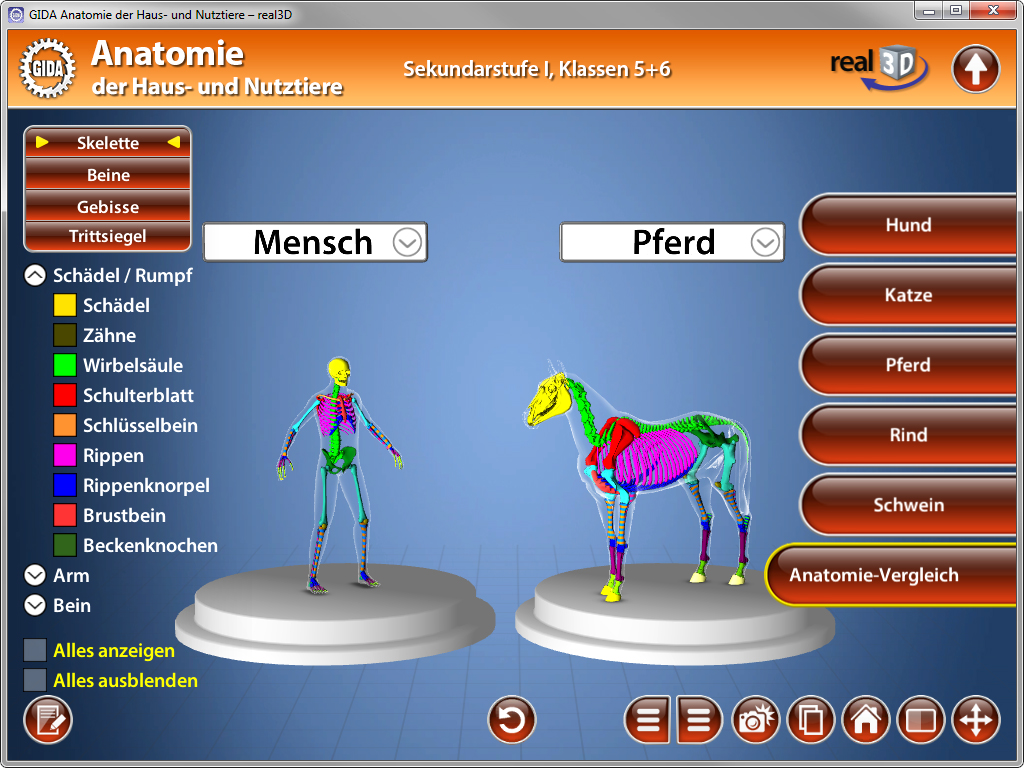Interaktive Anatomieansicht von Mensch und Pferd mit farbigen Skelettdarstellungen und Beschriftungen.