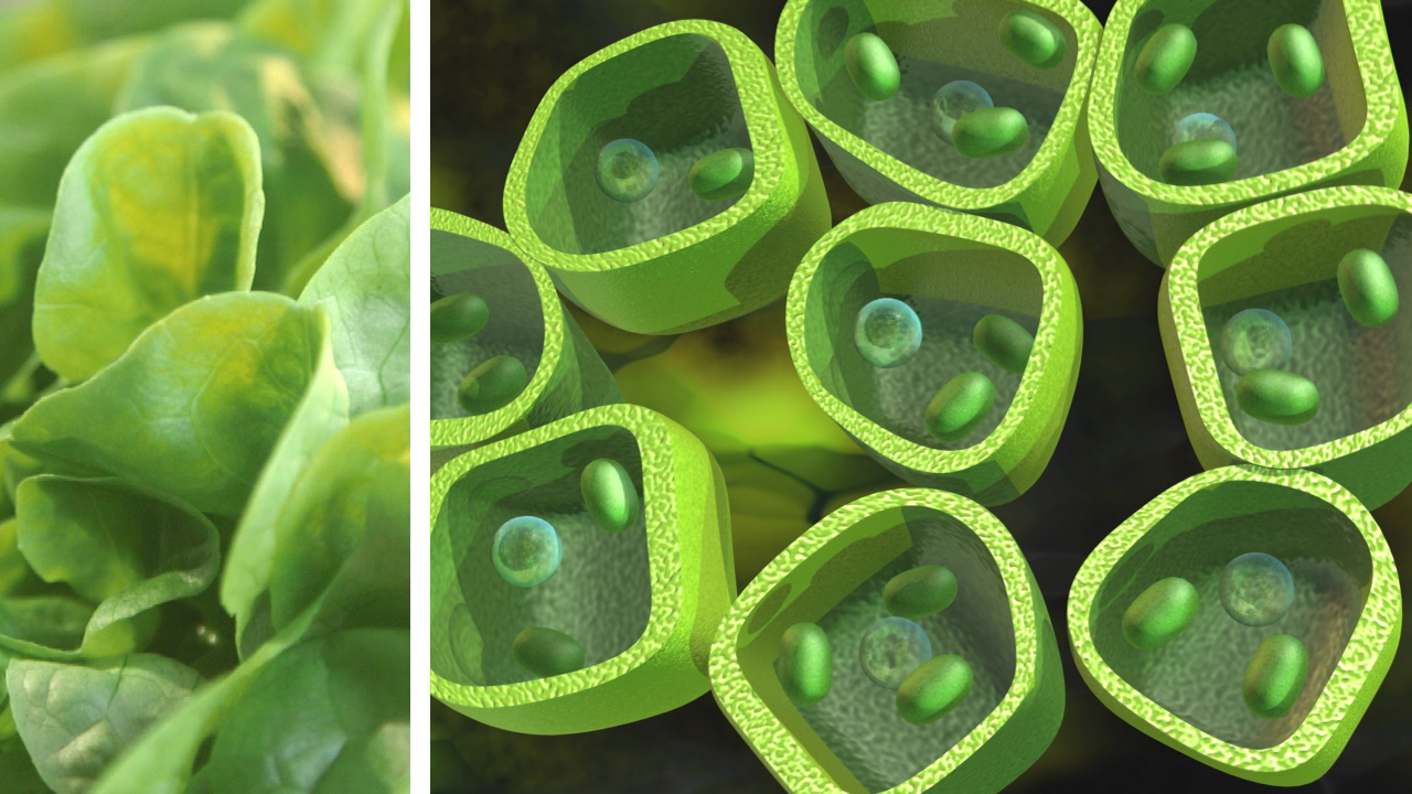 Nahaufnahme von Spinatblättern und eine grafische Darstellung von Pflanzenzellen mit Chloroplasten.