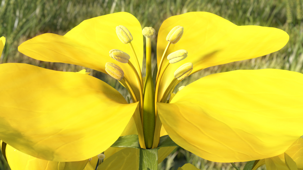 Nahaufnahme einer gelben Blüte mit mehreren Staubblättern in der Mitte.