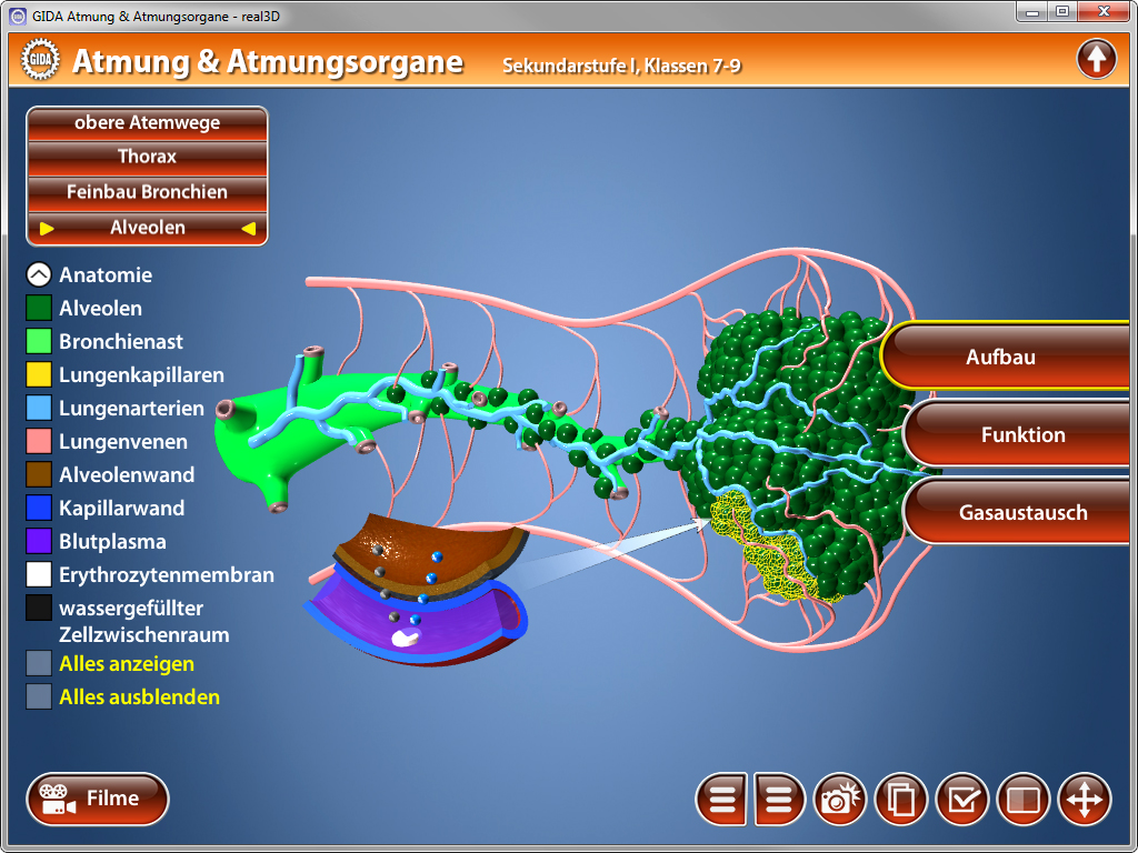 Interaktive 3D-Darstellung des Atmungs- und Atmungsorgansystems mit anatomischen Strukturen wie Alveolen, Bronchien und Lungenkapillaren.