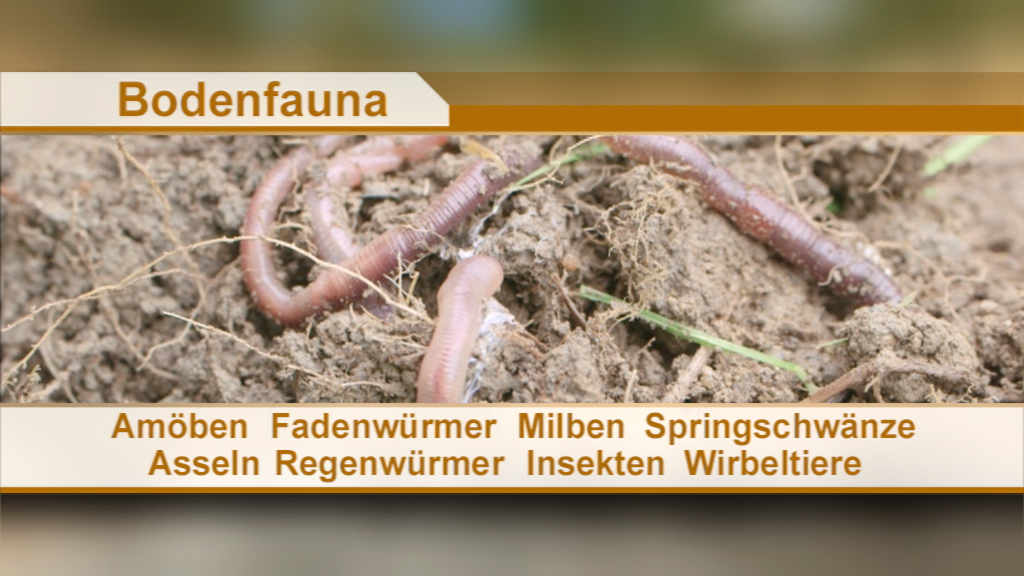 Darstellung der Bodenfauna mit verschiedenen Organismen wie Regenwürmern, Asseln und Milben in der Erde.
