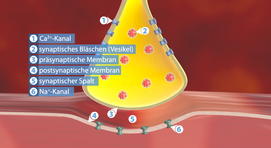 Diagramm eines synaptischen Spalts mit Beschriftungen für Ca²⁺-Kanal, synaptisches Bläschen, präsynaptische und postsynaptische Membran, synaptischer Spalt und Na⁺-Kanal.