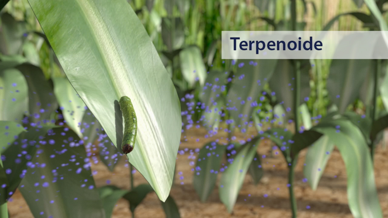 Eine Raupe sitzt auf einem Maisblatt, umgeben von blauen Partikeln, die Terpenoide darstellen.