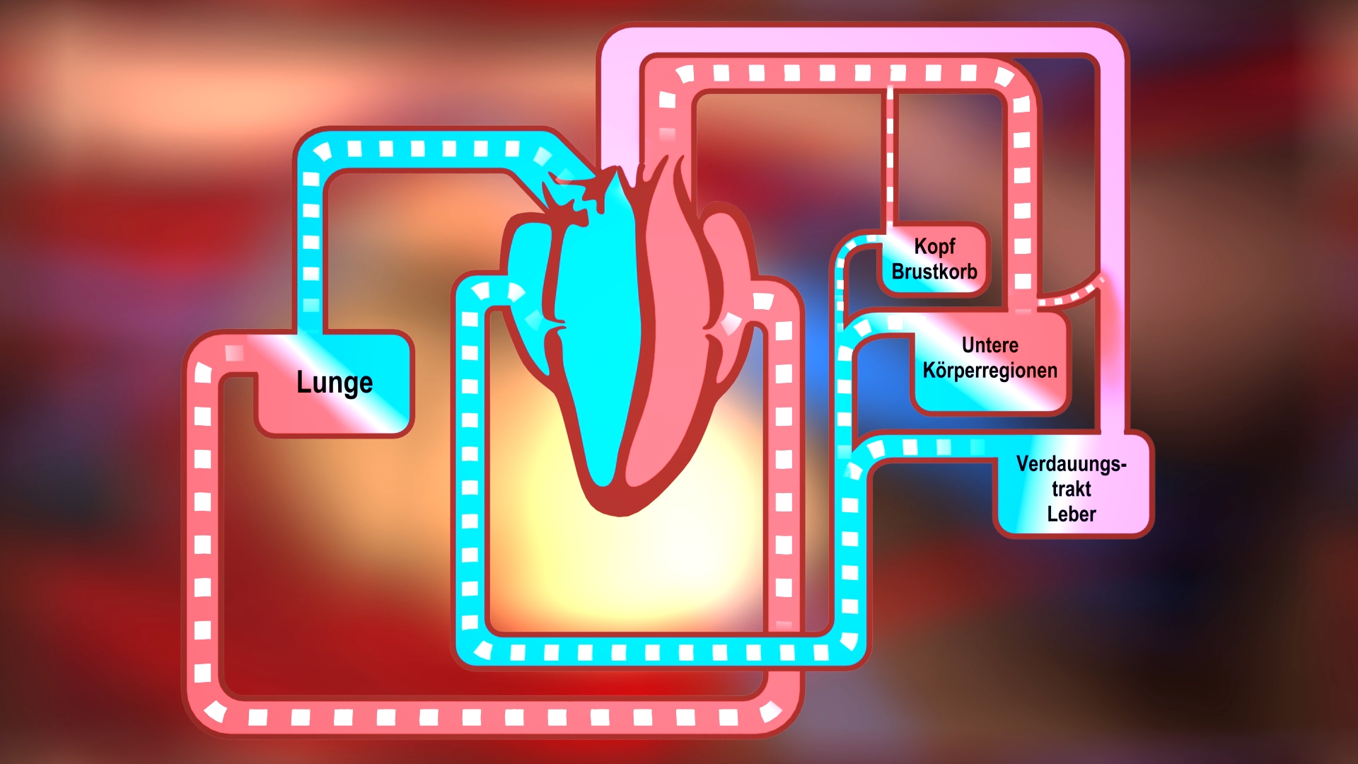 Schematische Darstellung des Blutkreislaufs mit Herz in der Mitte und farblich markierten Wegen zu Lunge, Kopf, Brustkorb, unteren Körperregionen sowie Verdauungstrakt und Leber