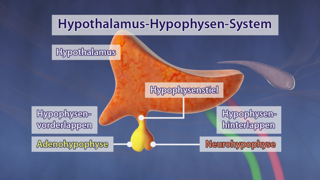 Diagramm des Hypothalamus-Hypophysen-Systems mit Beschriftungen der Teile: Hypothalamus, Hypophysenspitze, Adenohypophyse, Neurohypophyse.