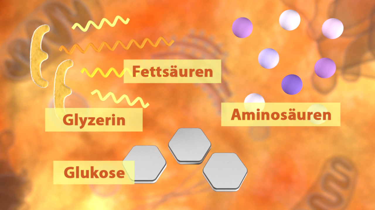 Infografik über biologische Moleküle: Fettsäuren, Glycerin, Aminosäuren und Glukose, mit chemischen Strukturen.