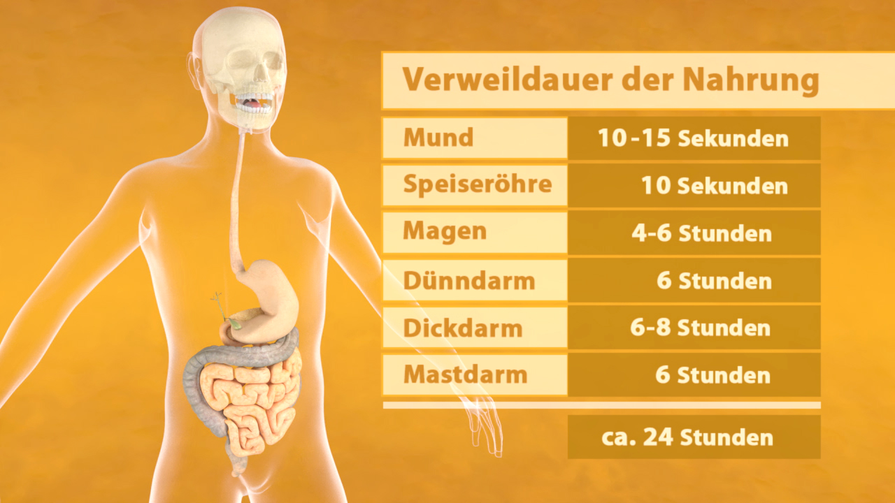 Infografik zur Verweildauer der Nahrung im menschlichen Körper mit Zeitangaben für Mund, Speiseröhre, Magen, Dünndarm, Dickdarm und Mastdarm.