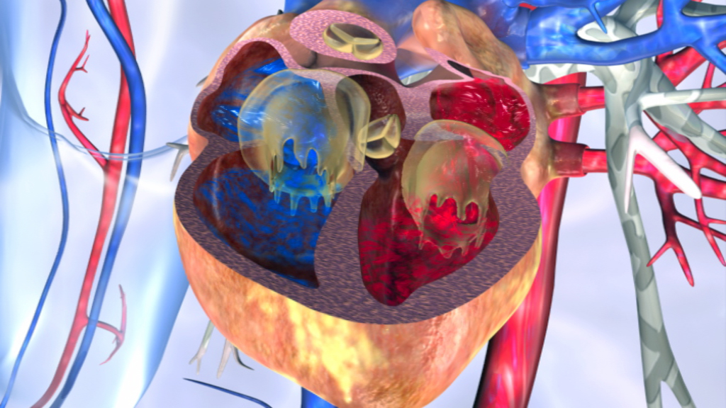 3D-Darstellung des menschlichen Herzens mit vier Kammern, farblich gekennzeichnet für sauerstoffreiches und sauerstoffarmes Blut.