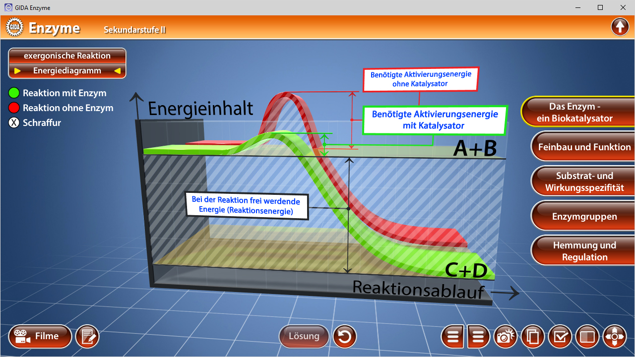 Diagramm zur Darstellung der Energiediagramme für enzymatische Reaktionen mit und ohne Katalysator, einschließlich Aktivierungsenergie.