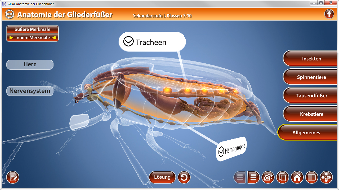 Interaktive Darstellung der Anatomie eines Gliederfüßers mit hervorgehobenen inneren und äußeren Merkmalen.
