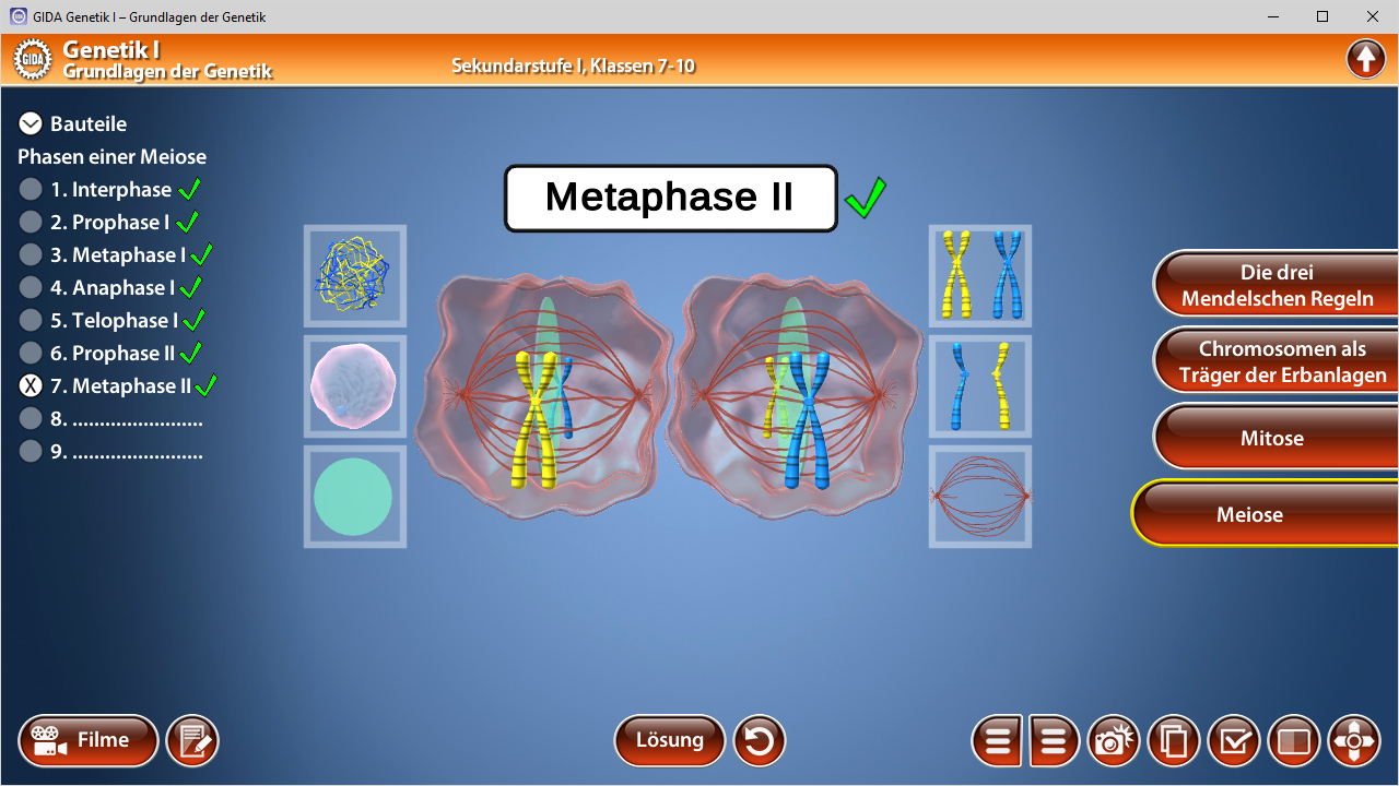 Diagramm der Metaphase II in der Meiose mit Chromosomen und Zellstruktur.