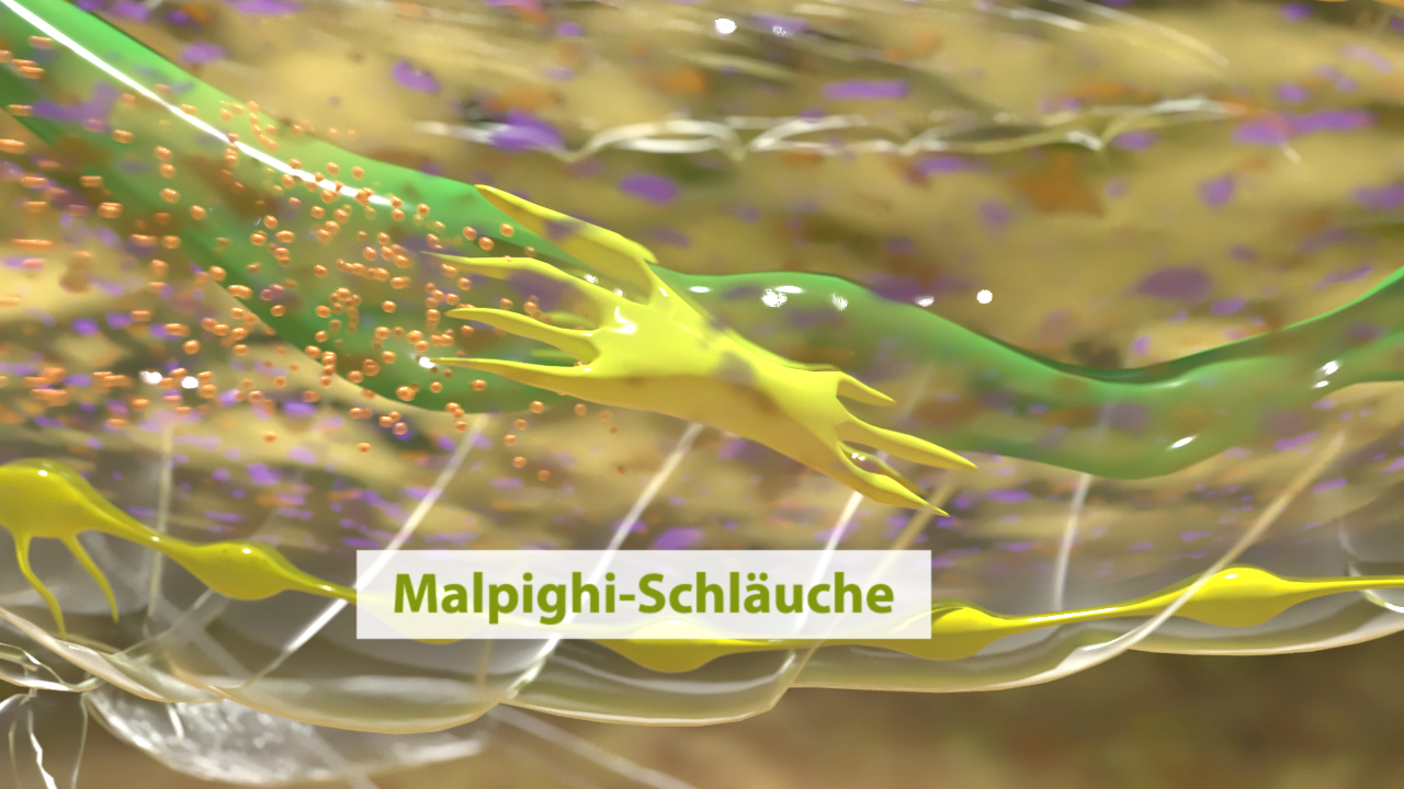 Darstellung von Malpighi-Schläuchen mit grünem und gelbem Material, umgeben von kleinen orangefarbenen Partikeln.