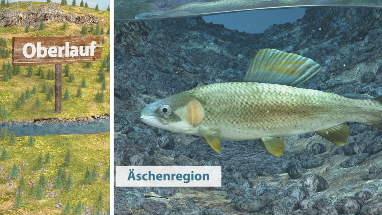 Grafik zeigt eine Landschaft mit dem Schild 'Oberlauf' und einen Fisch in der Äschenregion.