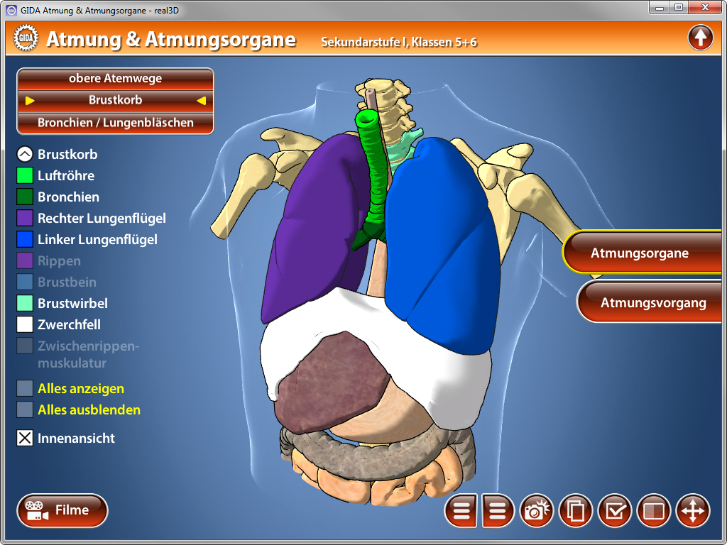 3D-Modell des menschlichen Atmungssystems mit hervorgehobenen Organen wie Lunge, Bronchien und Zwerchfell.
