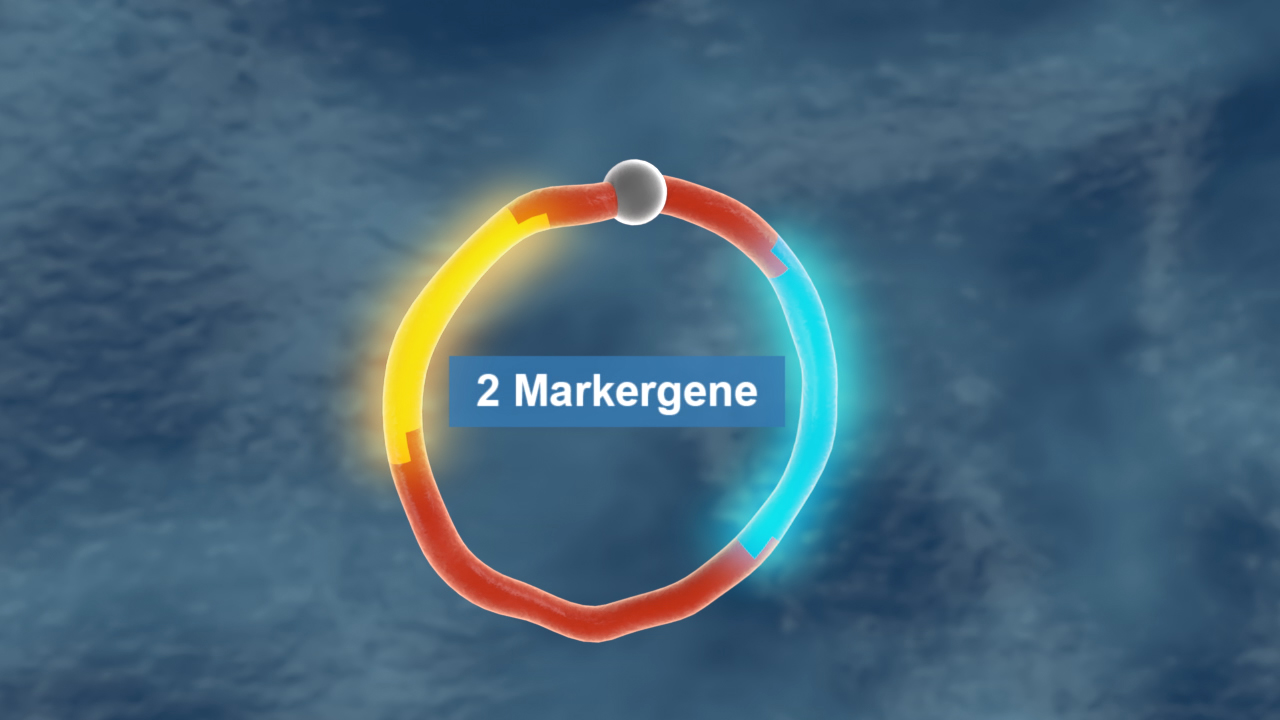 Grafik eines DNA-Rings mit der Beschriftung '2 Markergene'.