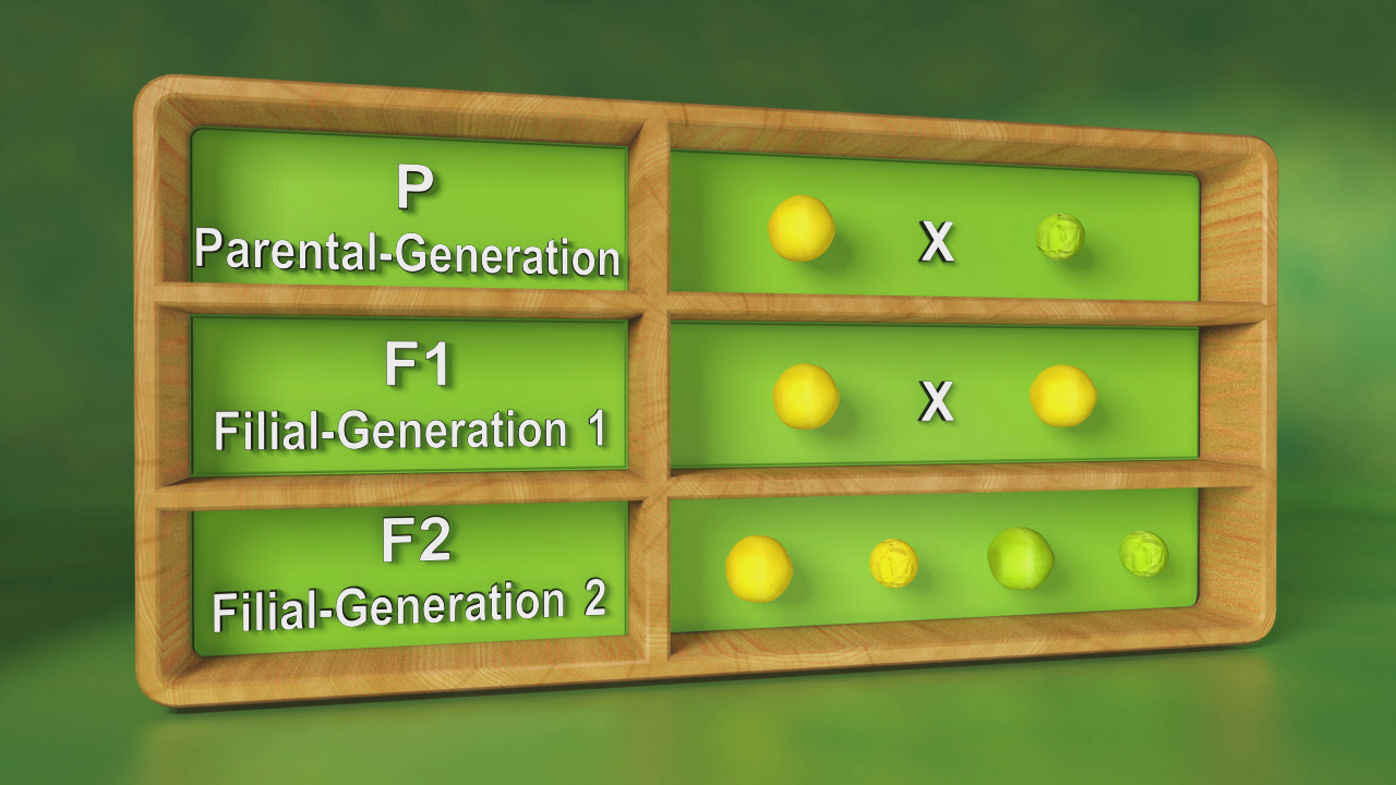 Diagramm zur Darstellung der Vererbung über Generationen: Elterngeneration (P), erste Filialgeneration (F1) und zweite Filialgeneration (F2) mit verschiedenen Merkmalen.