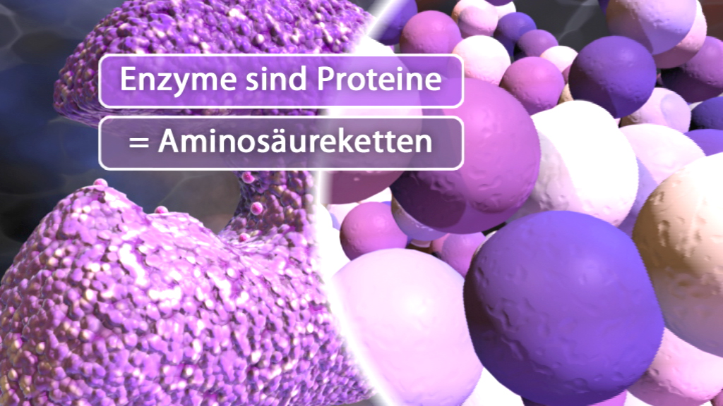 3D-Darstellung von Molekülen mit Text: 'Enzyme sind Proteine = Aminosäureketten'