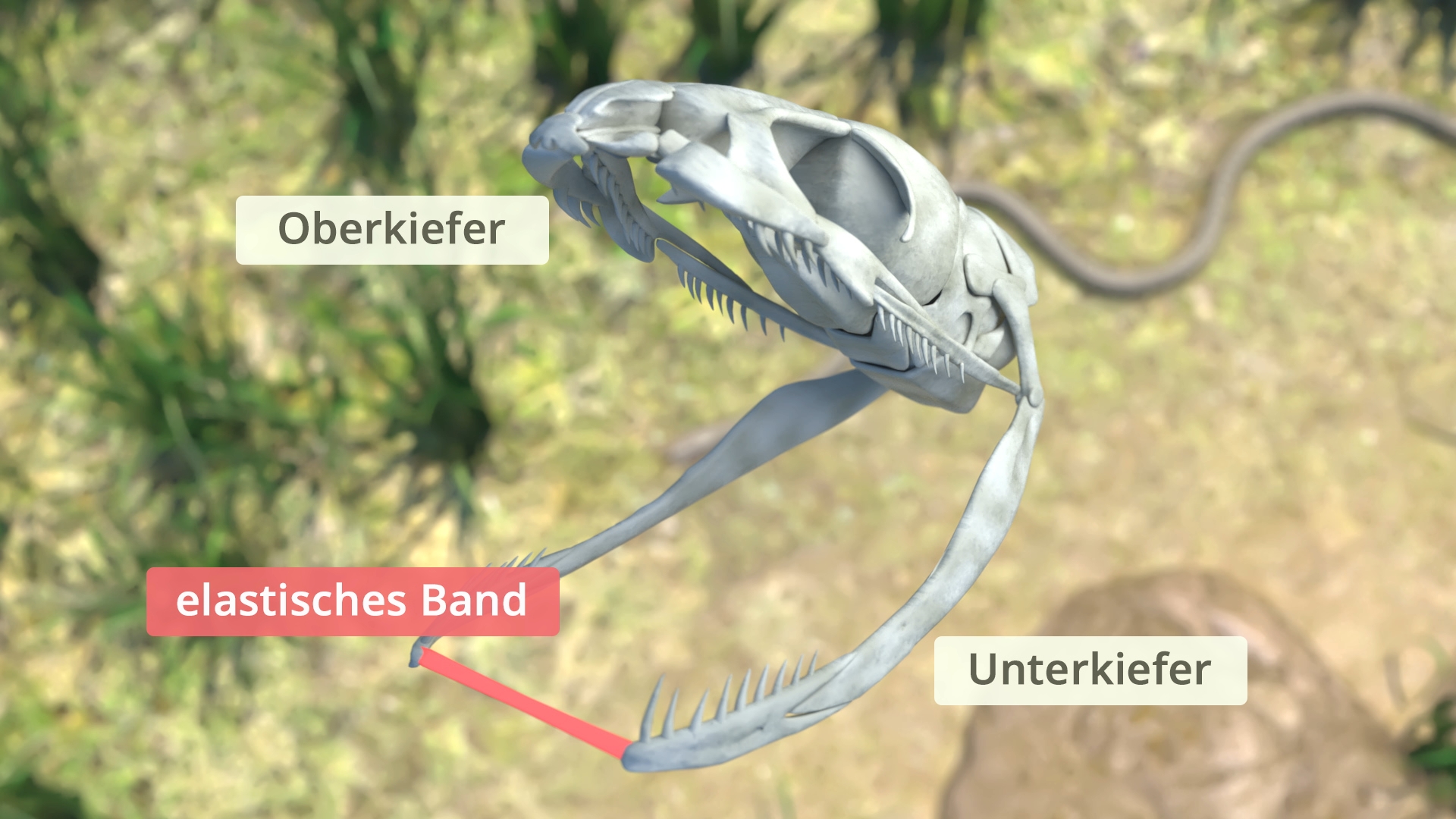 Schädel einer Schlange mit beschrifteten Teilen: 'Oberkiefer', 'Unterkiefer' und 'elastisches Band'. Hintergrund mit Gras.
