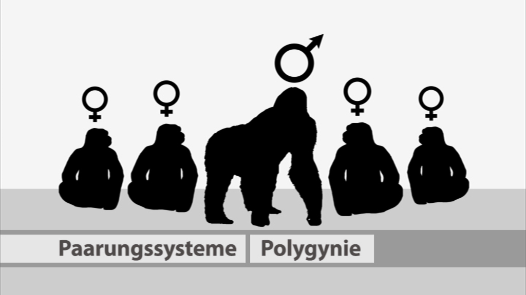 Grafik, die das Paarungssystem der Polygynie mit einem männlichen Gorilla und mehreren weiblichen Silhouetten darstellt.