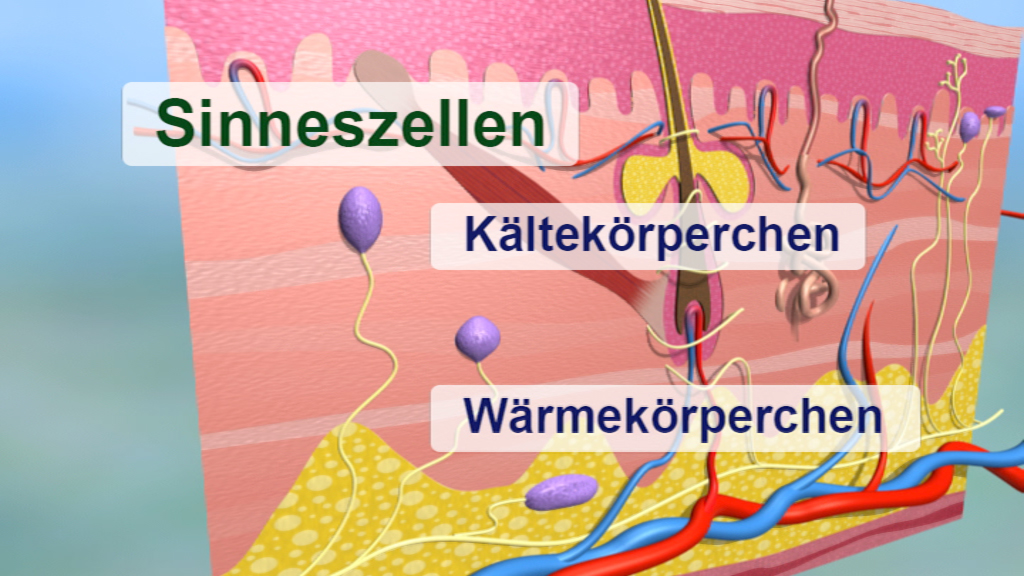 Diagramm der Haut mit Sinneszellen, Kälte- und Wärmeempfindungskörperchen, die die Temperaturwahrnehmung darstellen.