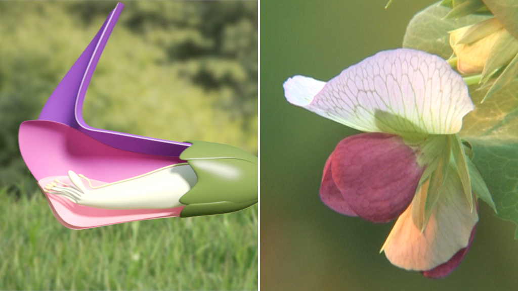 Eine grafische Darstellung einer Blüte mit inneren Strukturen auf der linken Seite und einer echten Blüte auf der rechten Seite.