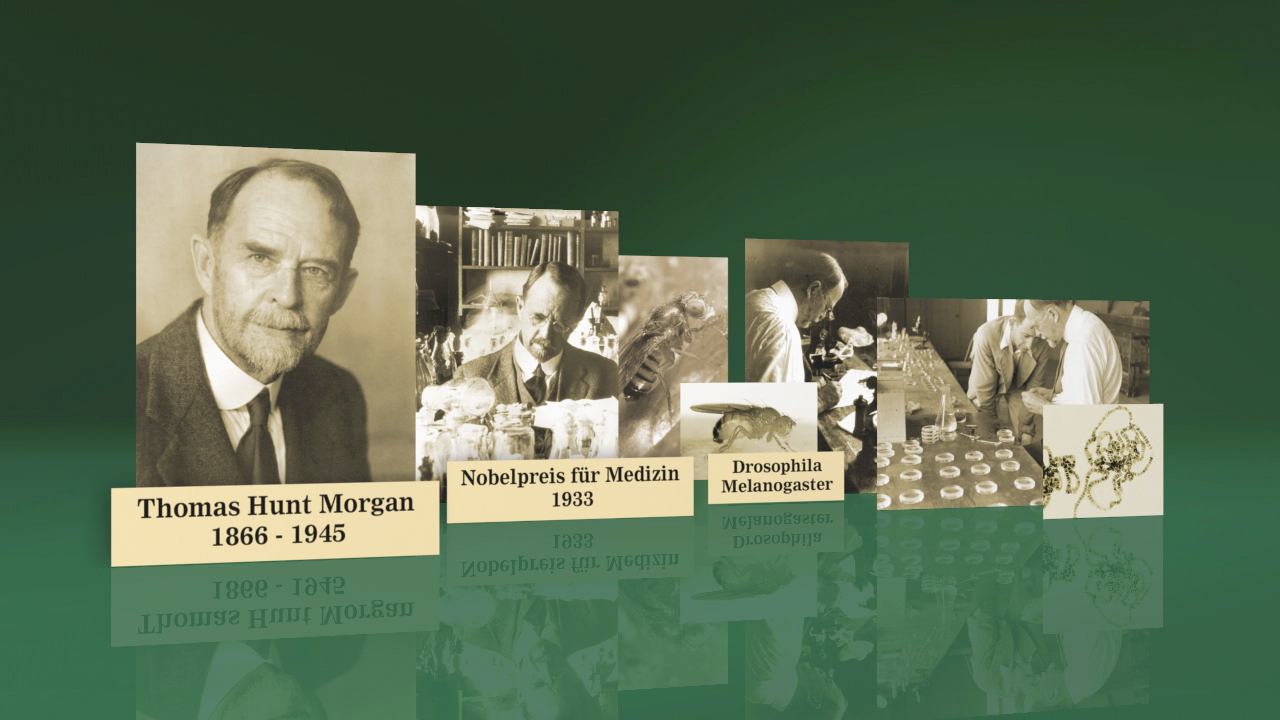 Collage über Thomas Hunt Morgan, Nobelpreisträger für Medizin 1933, mit Bildern von Drosophila Melanogaster und Forschung.