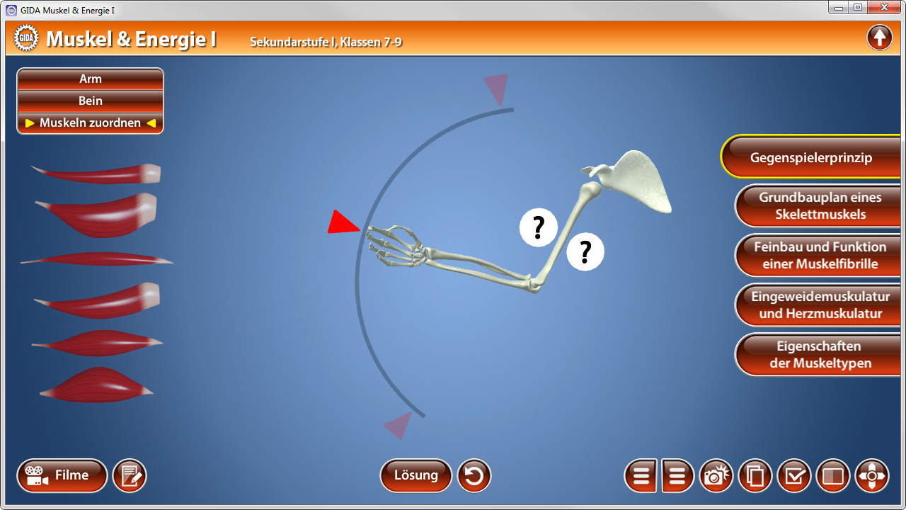 Interaktive Darstellung des menschlichen Skeletts mit Fokus auf Arm und Bein, zeigt Muskelzuordnungen.