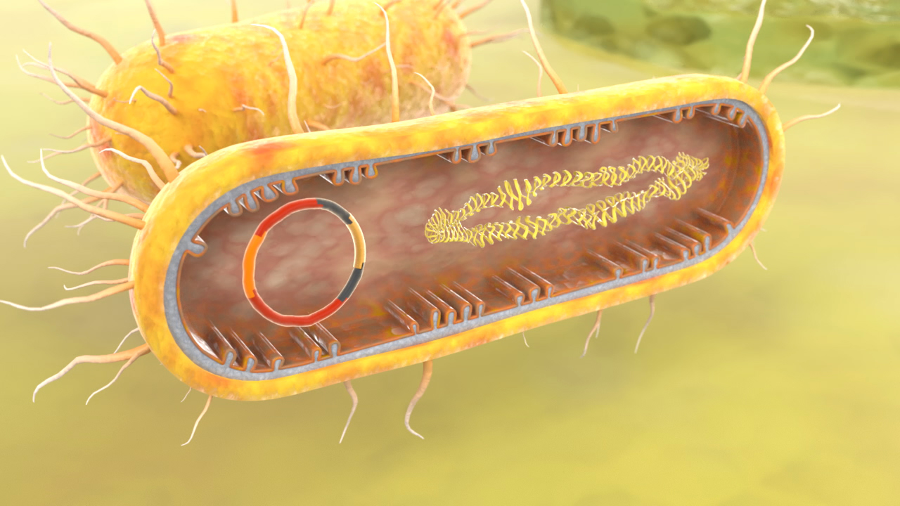 Grafische Darstellung einer Bakterienzelle mit DNA und Zellstrukturen.
