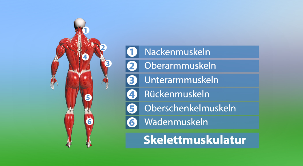 Diagramm des menschlichen Körpers mit beschrifteten Skelettmuskeln hinten: Nacken-, Oberarm-, Unterarm-, Rücken-, Oberschenkel- und Wadenmuskeln.