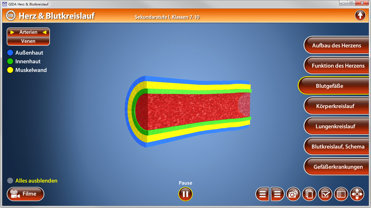 3D-Darstellung eines Blutgefäßes im menschlichen Körper, rot gefärbt mit blauen und grünen Elementen, zeigt den Blutkreislauf.