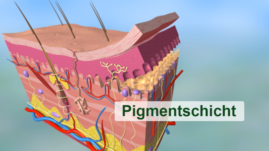 3D-Darstellung der Hautschichten mit Fokus auf die Pigmentschicht, einschließlich Blutgefäßen und Nerven.